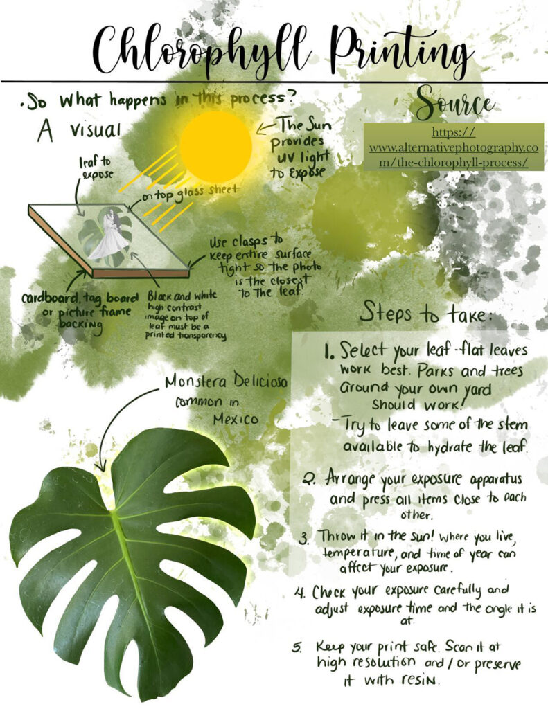 Chlorophyll sketchbook page