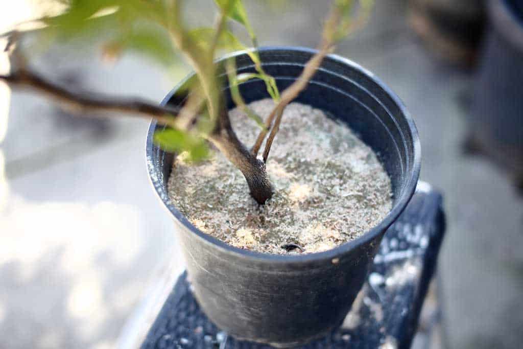 sawdust plant pot